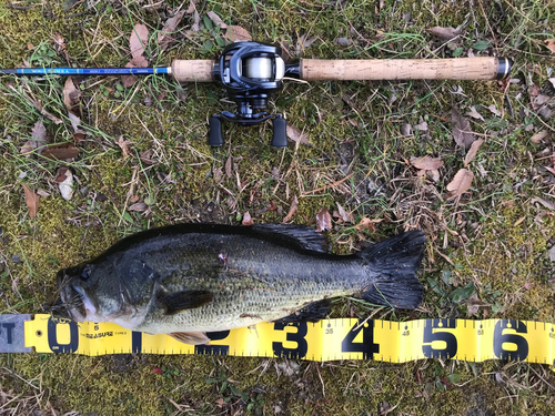 ブラックバスの釣果