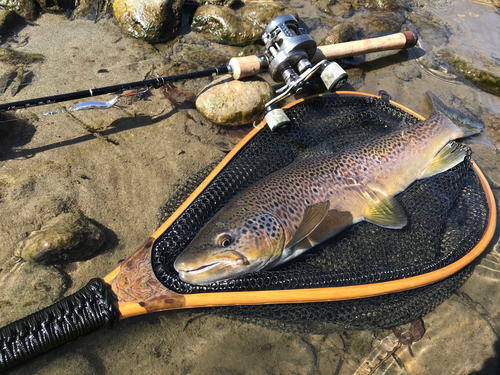 ブラウントラウトの釣果