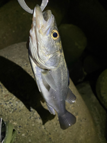 セイゴ（マルスズキ）の釣果