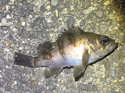 メバルの釣果