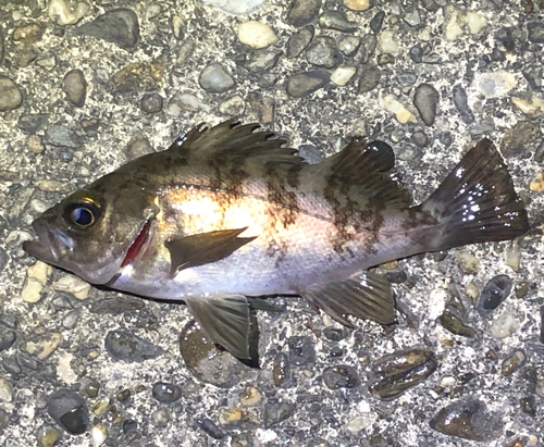 メバルの釣果