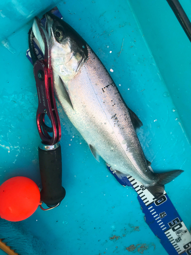 ビワマスの釣果