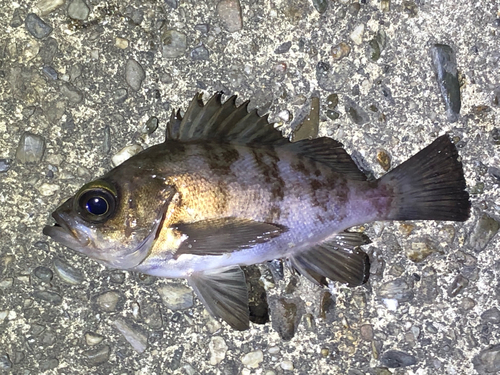 メバルの釣果