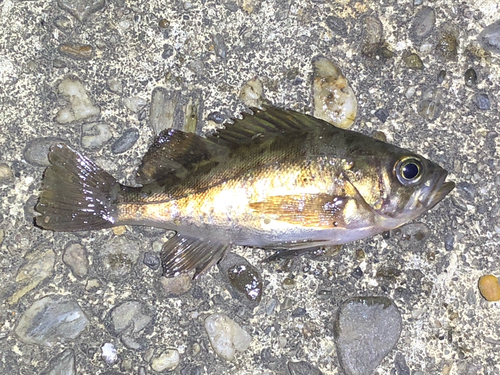 メバルの釣果