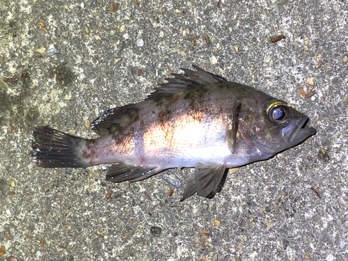 メバルの釣果