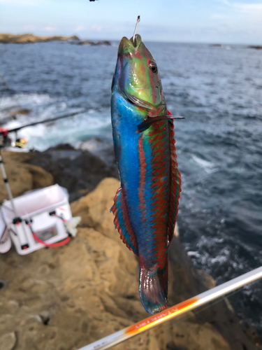 キュウセンの釣果