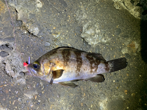 シロメバルの釣果