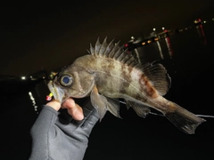 シロメバルの釣果