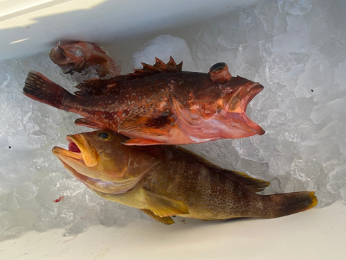 ウッカリカサゴの釣果