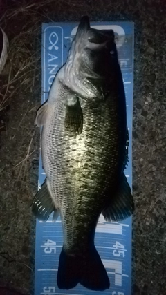 ブラックバスの釣果