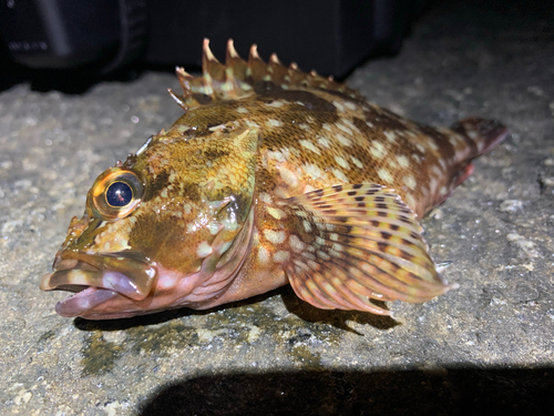 カサゴの釣果