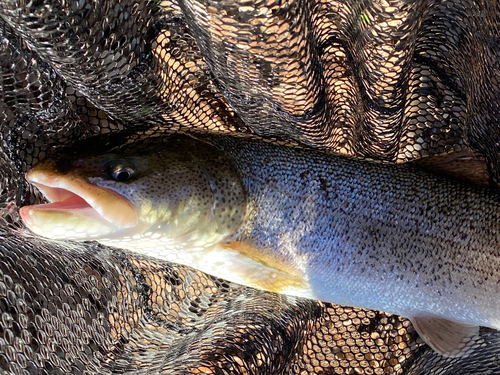 イトウの釣果