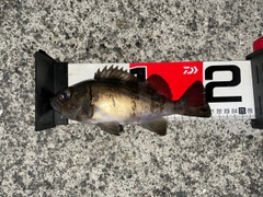 メバルの釣果