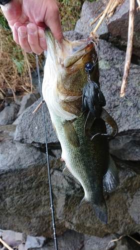 ブラックバスの釣果