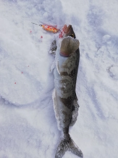 ホッケの釣果