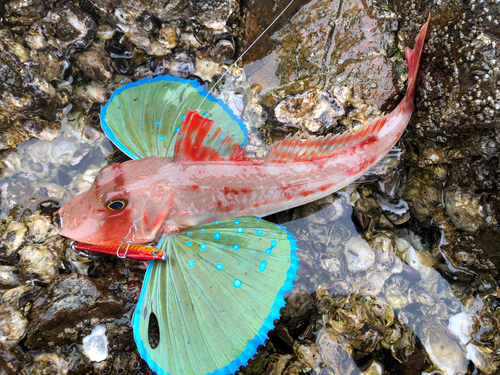 ホウボウの釣果