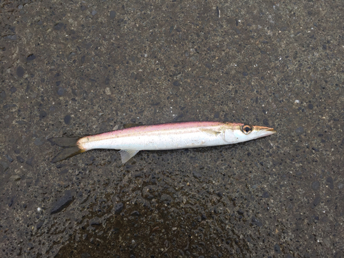 カマスの釣果