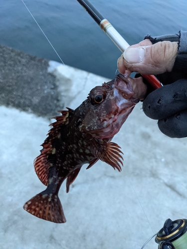 カサゴの釣果