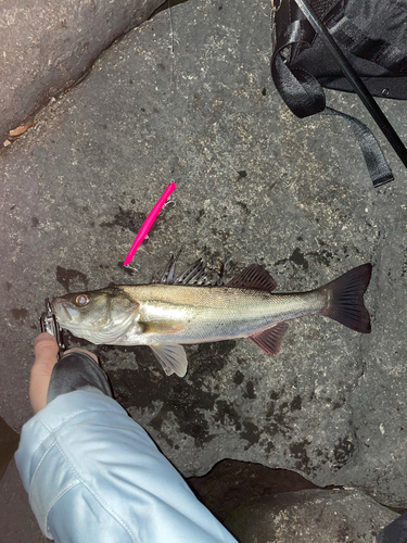 シーバスの釣果