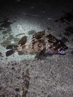 ムラソイの釣果