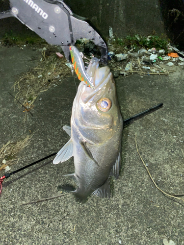 シーバスの釣果