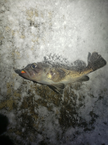 クロソイの釣果