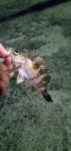 シロメバルの釣果