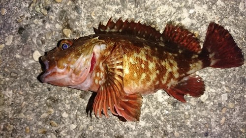 カサゴの釣果