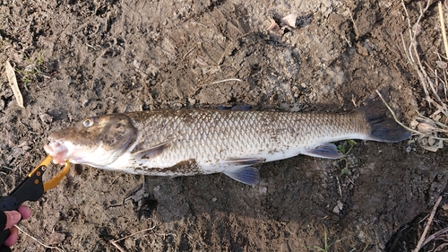 ニゴイの釣果