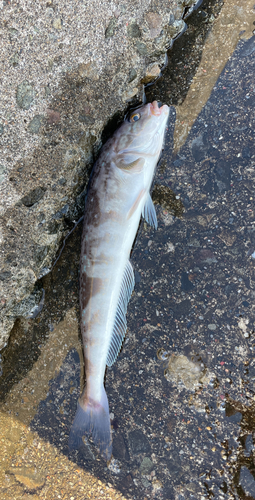 ホッケの釣果