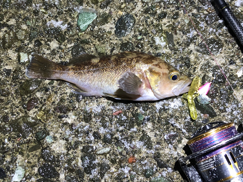 ガヤの釣果