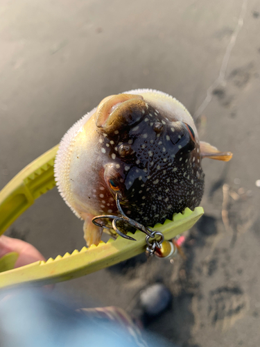 クサフグの釣果