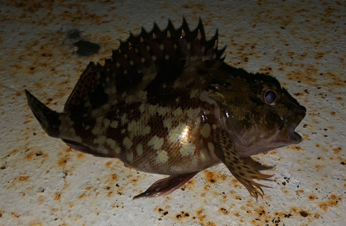 カサゴの釣果