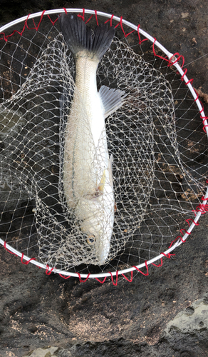 セイゴ（マルスズキ）の釣果