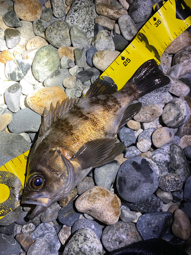 アカメバルの釣果