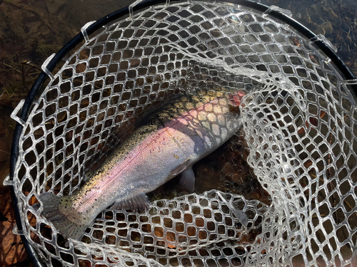 ニジマスの釣果