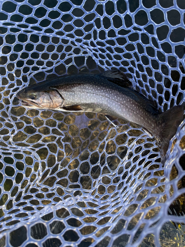 イワナの釣果