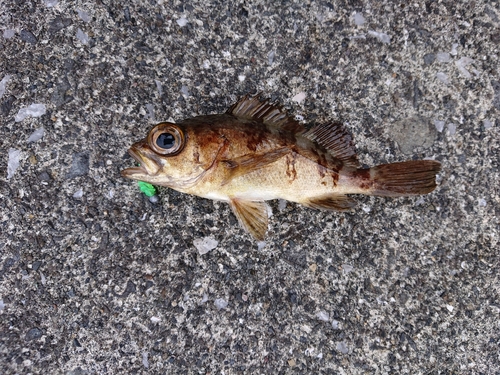 メバルの釣果