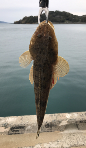 マゴチの釣果