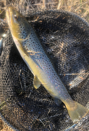 ブラウントラウトの釣果