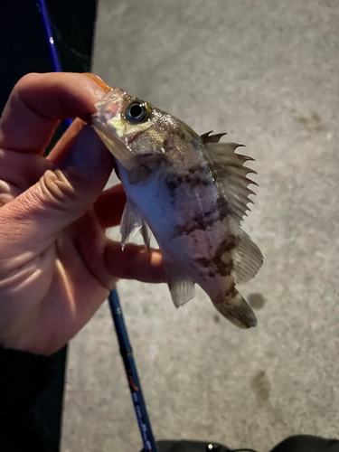 メバルの釣果