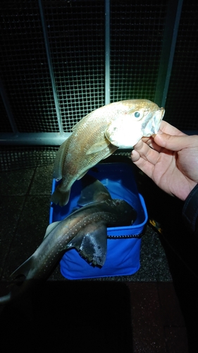 イシモチの釣果