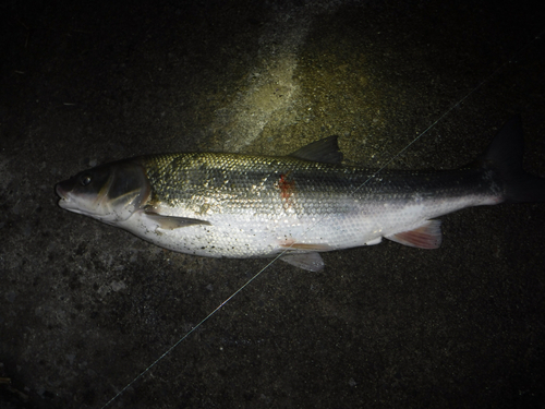 ウグイの釣果