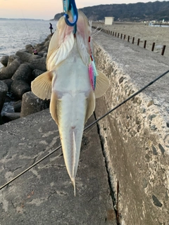 マゴチの釣果