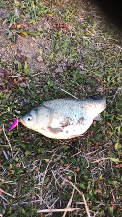 ヘラブナの釣果