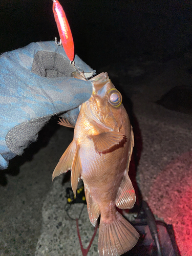 アカメバルの釣果