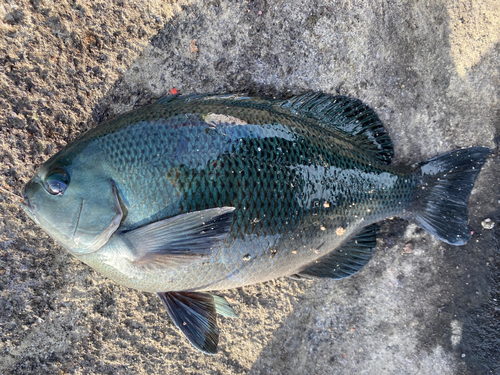 クチブトグレの釣果