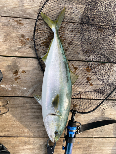 ハマチの釣果