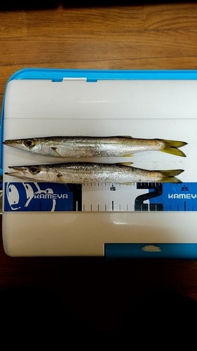 カマスの釣果