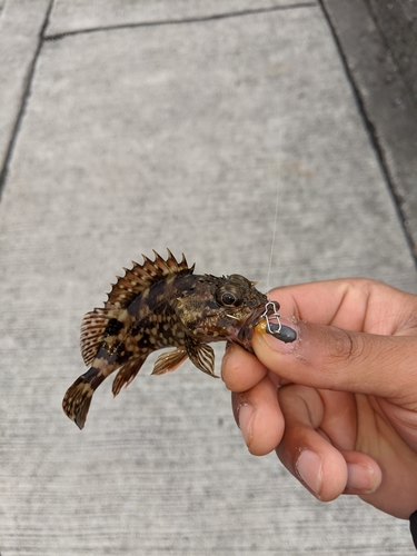 カサゴの釣果